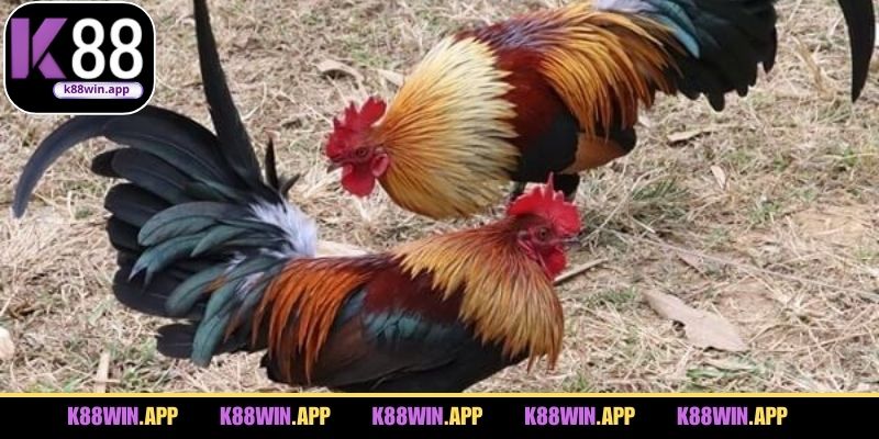 Các loại hình thi đấu đá gà đang được áp dụng hiện nay