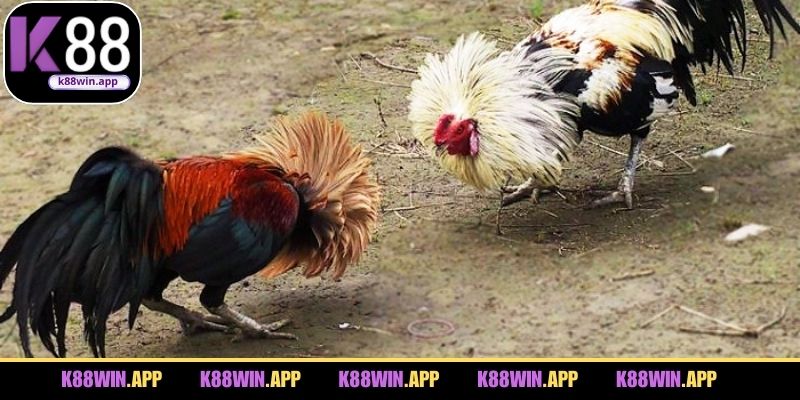 Những lưu ý quan trọng trước khi theo dõi và cược đá gà