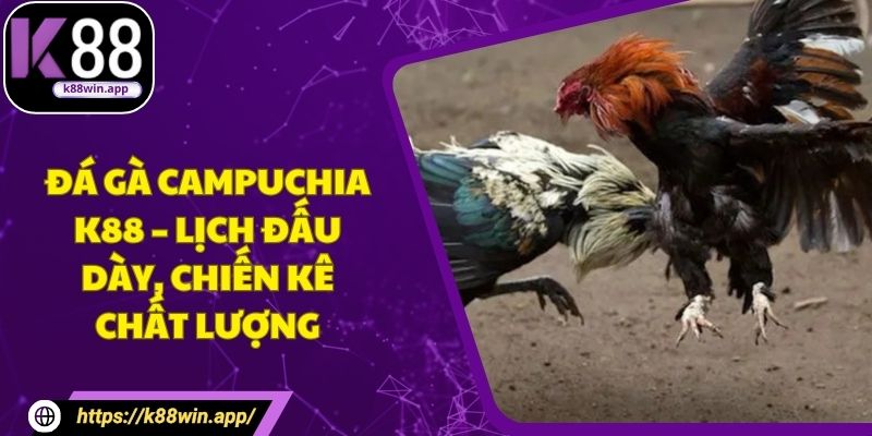 Đá Gà Campuchia K88 – Lịch Đấu Dày, Chiến Kê Chất Lượng