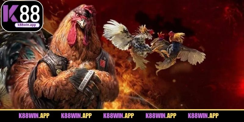 Danh sách hình thức chọi gà nổi bật