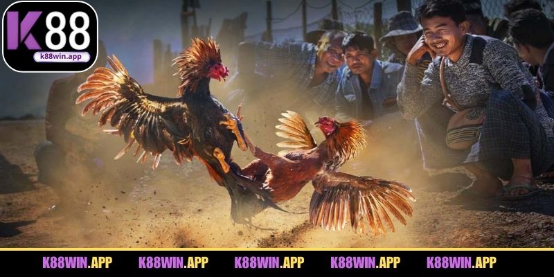 Quy trình tham gia đặt cược đá gà tại nhà cái